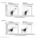 Fig. 63 - Peptides and combination of peptides for use in immunotherapy against various tumors