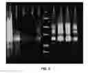 Fig. 09 - Tools and methods for expression of membrane proteins
