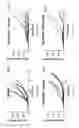 Fig. 87 - ANTIBODIES AGAINST OX40 AND USES THEREOF