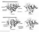 Fig. 01 - CH3 domain variant pair inducing formation of heterodimer of heavy chain constant region of antibody at high efficiency, method for preparing same, and use thereof