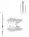 Fig. 03 - CH3 domain variant pair inducing formation of heterodimer of heavy chain constant region of antibody at high efficiency, method for preparing same, and use thereof