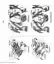 Fig. 07 - CH3 domain variant pair inducing formation of heterodimer of heavy chain constant region of antibody at high efficiency, method for preparing same, and use thereof