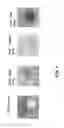 Fig. 02 - Defined three dimensional microenvironment for cell culture
