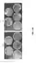 Fig. 22 - Defined three dimensional microenvironment for cell culture