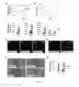 Fig. 03 - METHOD FOR CONTROLLING DIFFERENTIATION OF STEM CELLS