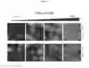 Fig. 06 - Methods for Neural Conversion of Human Embryonic Stem Cells