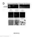 Fig. 04 - METHOD FOR GENERATING BETA CELLS