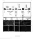 Fig. 08 - METHOD FOR GENERATING BETA CELLS