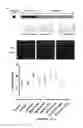 Fig. 20 - METHOD FOR GENERATING BETA CELLS