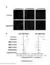 Fig. 25 - METHOD FOR GENERATING BETA CELLS
