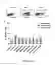 Fig. 26 - METHOD FOR GENERATING BETA CELLS