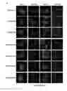 Fig. 27 - METHOD FOR GENERATING BETA CELLS