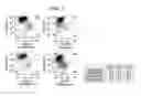Fig. 02 - DIFFERENTIATION OF HUMAN EMBRYONIC STEM CELLS