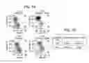 Fig. 09 - DIFFERENTIATION OF HUMAN EMBRYONIC STEM CELLS