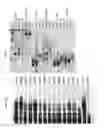 Fig. 08 - ENZYMES