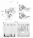 Fig. 32 - ENZYMES