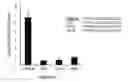Fig. 01 - Evolution of TALENs
