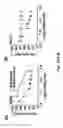 Fig. 30 - Hybrid tRNA/pre-miRNA molecules and methods of use