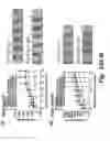 Fig. 32 - Hybrid tRNA/pre-miRNA molecules and methods of use
