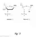 Fig. 04 - UNA oligomers for therapeutics with prolonged stability