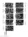 Fig. 08 - FORMULATIONS AND COMPOSITIONS FOR DELIVERY OF NUCLEIC ACIDS TO PLANT CELLS