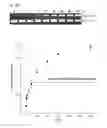 Fig. 35 - METHODS AND COMPOSITIONS FOR RNA-DIRECTED TARGET DNA MODIFICATION AND FOR RNA-DIRECTED MODULATION OF TRANSCRIPTION