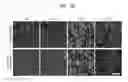Fig. 05 - Cell patterning material, preparation method thereof, and use thereof