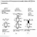 Fig. 01 - METHODS FOR USING ANTIBODIES AND ANALOGS THEREOF