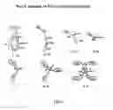 Fig. 03 - METHODS FOR USING ANTIBODIES AND ANALOGS THEREOF