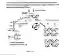 Fig. 15 - METHODS FOR USING ANTIBODIES AND ANALOGS THEREOF