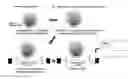 Fig. 01 - Methods for providing information relevant to diagnosis of neurodegenerative disorder