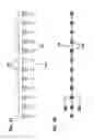 Fig. 41 - Flexible optical circuit, cassettes, and methods