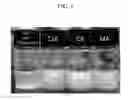 Fig. 06 - Photosensitive compositions, quantum dot polymer composite produced therefrom, and layered structures and electronic device including the same