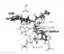 Fig. 02 - DNA methyltransferase 1 transition state structure and uses thereof
