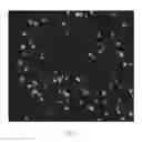 Fig. 07 - Performing segmentation of cells and nuclei in multi-channel images