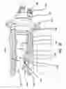 Fig. 11 - Synthetic tissue structures for electrosurgical training and simulation