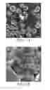 Fig. 05 - CONDUCTIVE POLYMER-MATRIX COMPOSITIONS AND USES THEREOF