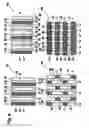 Fig. 05 - Field plate trench FET and a semiconductor component