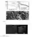 Fig. 04 - Yolk-shell nanoparticle, method and applications