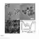 Fig. 05 - Yolk-shell nanoparticle, method and applications