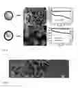 Fig. 07 - Yolk-shell nanoparticle, method and applications