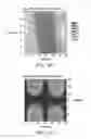 Fig. 13 - Polarization analyzer based detection schemes for pol-mux self-coherent single sideband optical transmission