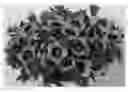 Fig. 01 - Calibrachoa plant named 'Duecalhulblu'