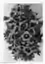 Fig. 02 - Calibrachoa plant named 'Duecalhulblu'