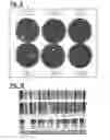 Fig. 05 - Method for Reducing Pathogens