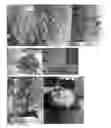 Fig. 01 - Non-GM improved crops and methods for obtaining crops with improved inheritable traits
