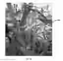 Fig. 18 - Non-GM improved crops and methods for obtaining crops with improved inheritable traits