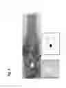 Fig. 03 - Micropropagation of date palm