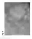 Fig. 09 - Micropropagation of date palm