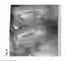 Fig. 10 - Micropropagation of date palm